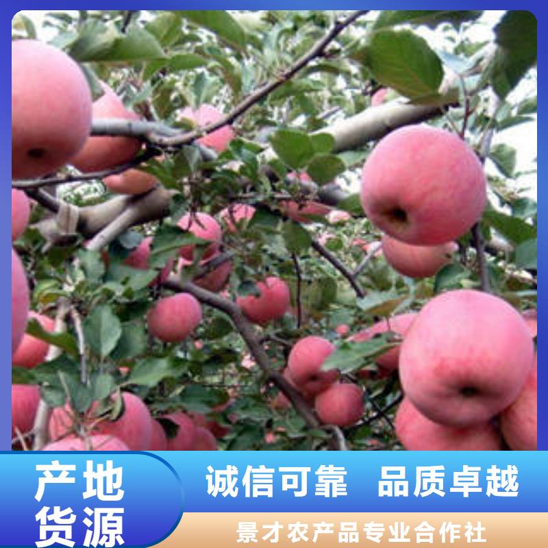 红富士苹果服务至上
