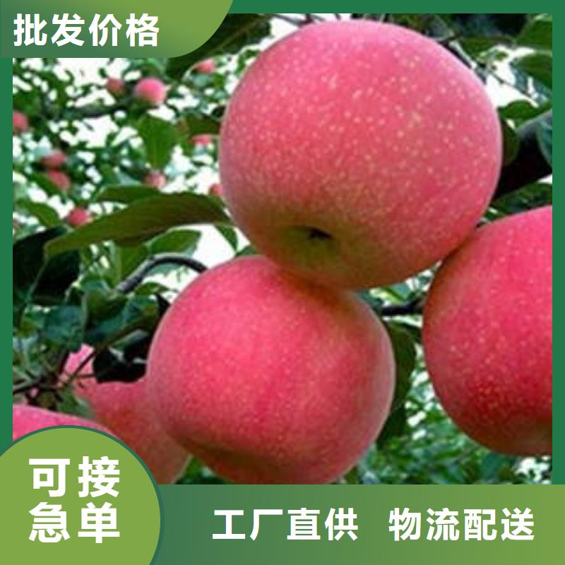 红富士苹果服务至上