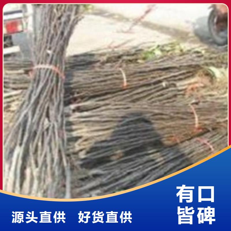 【梨树苗】-板栗苗专业生产制造厂-兴海苗木种植社(玉溪市分公司)