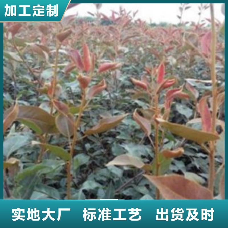 【梨树苗】-板栗苗专业生产制造厂-兴海苗木种植社(玉溪市分公司)