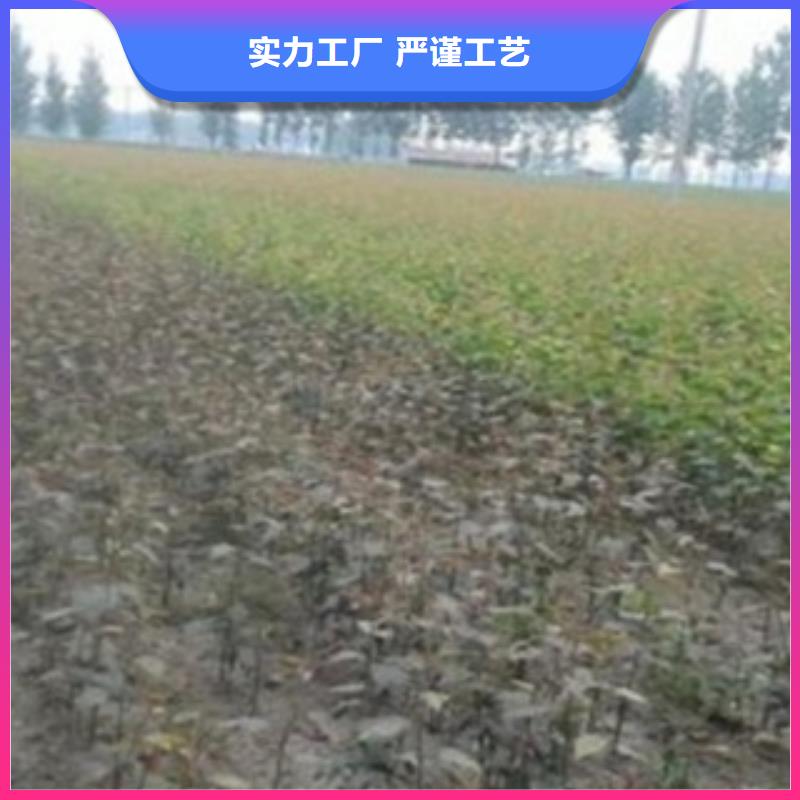 【梨树苗】-板栗苗专业生产制造厂-兴海苗木种植社(玉溪市分公司)