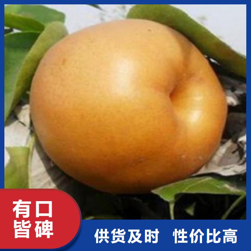 【梨树苗】-板栗苗专业生产制造厂-兴海苗木种植社(玉溪市分公司)