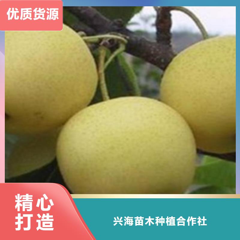 【梨树苗】-板栗苗专业生产制造厂-兴海苗木种植社(玉溪市分公司)