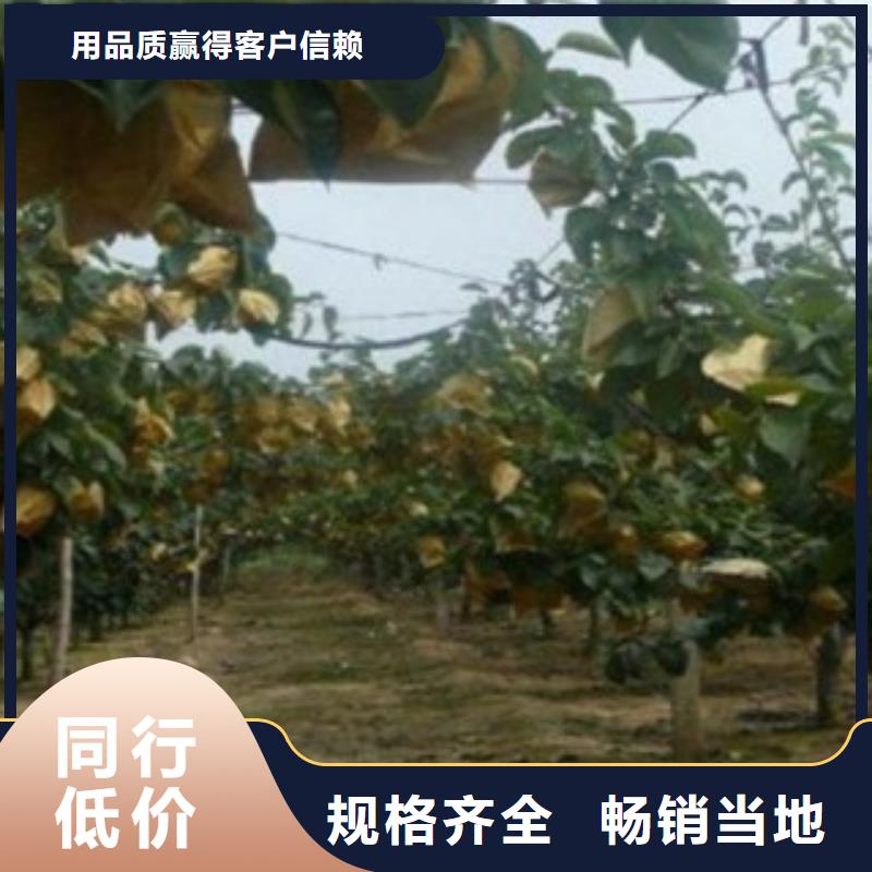 【梨树苗】-板栗苗专业生产制造厂-兴海苗木种植社(玉溪市分公司)
