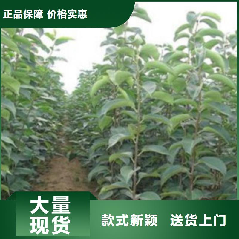 【梨树苗】-板栗苗专业生产制造厂-兴海苗木种植社(玉溪市分公司)