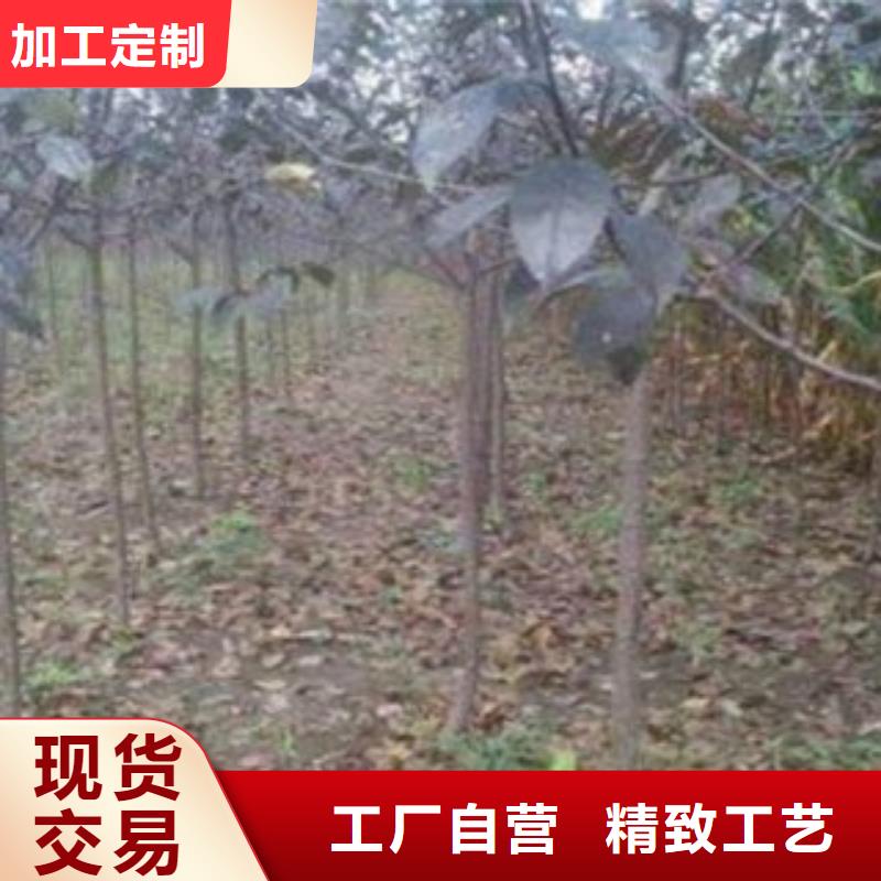 【梨树苗】-板栗苗专业生产制造厂-兴海苗木种植社(玉溪市分公司)