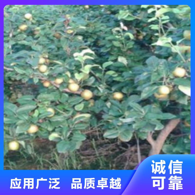 【梨树苗】-板栗苗专业生产制造厂-兴海苗木种植社(玉溪市分公司)