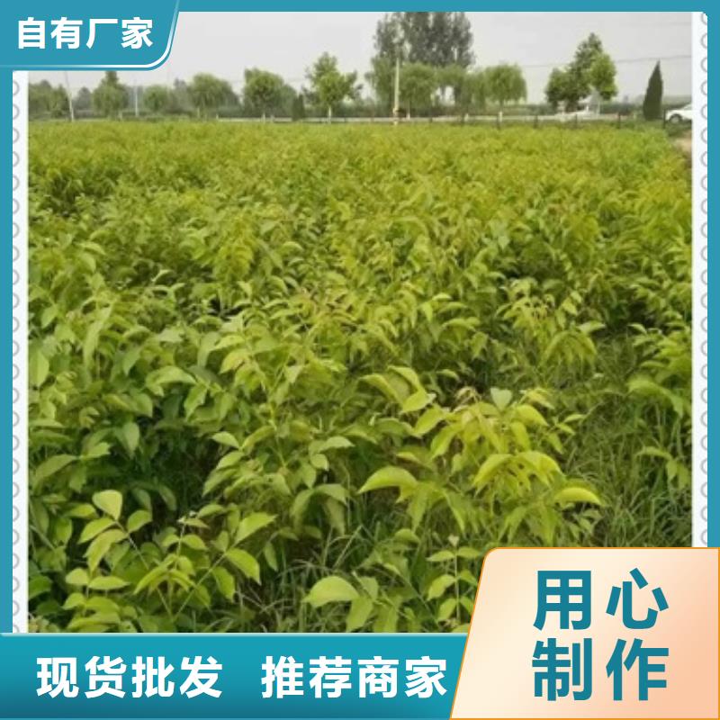 【兴海】【 核桃苗桃树苗生产经验丰富】70418.com
