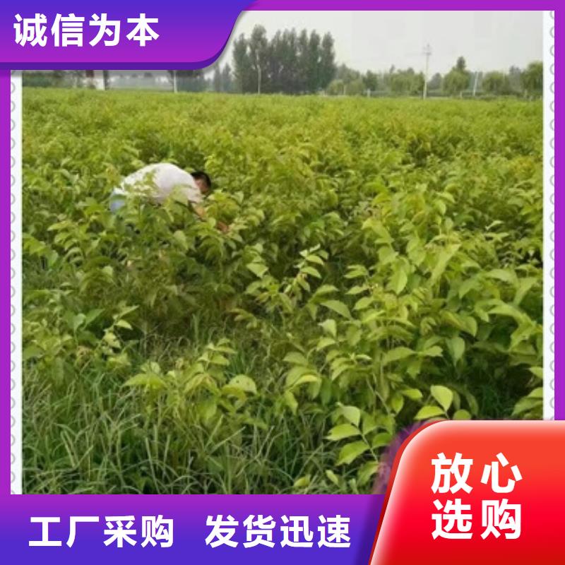【兴海】【 核桃苗桃树苗生产经验丰富】70418.com