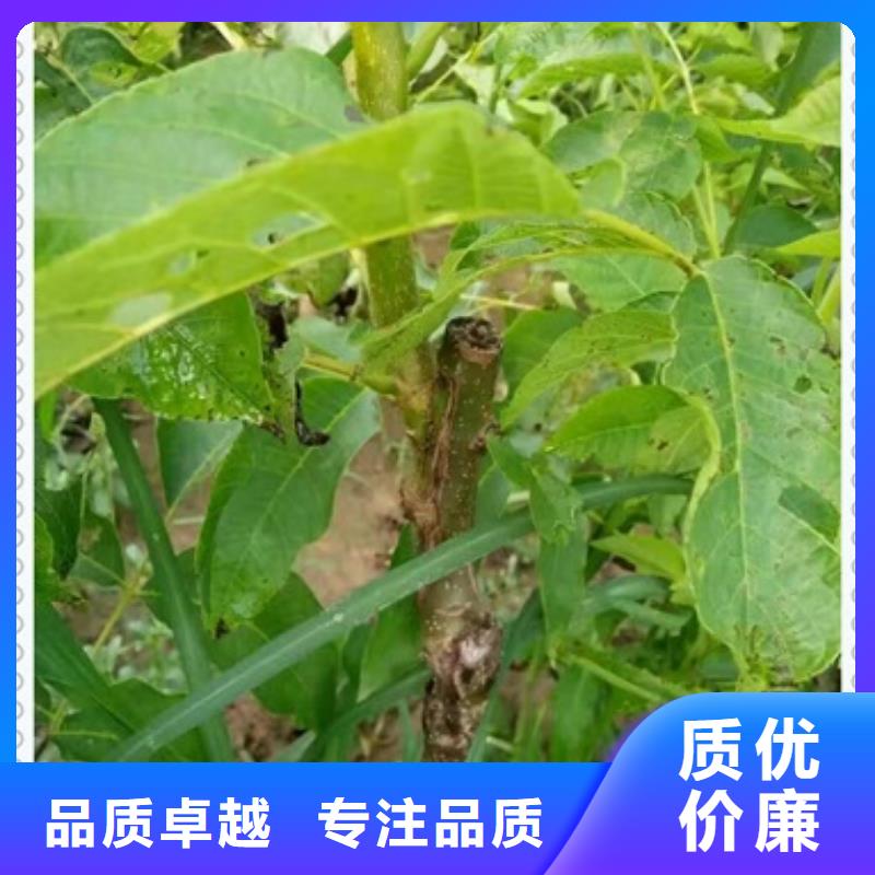 【兴海】【 核桃苗桃树苗生产经验丰富】70418.com