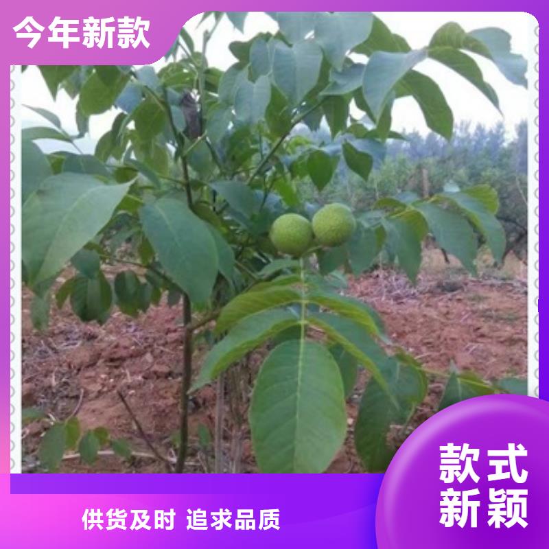 【兴海】【 核桃苗桃树苗生产经验丰富】70418.com