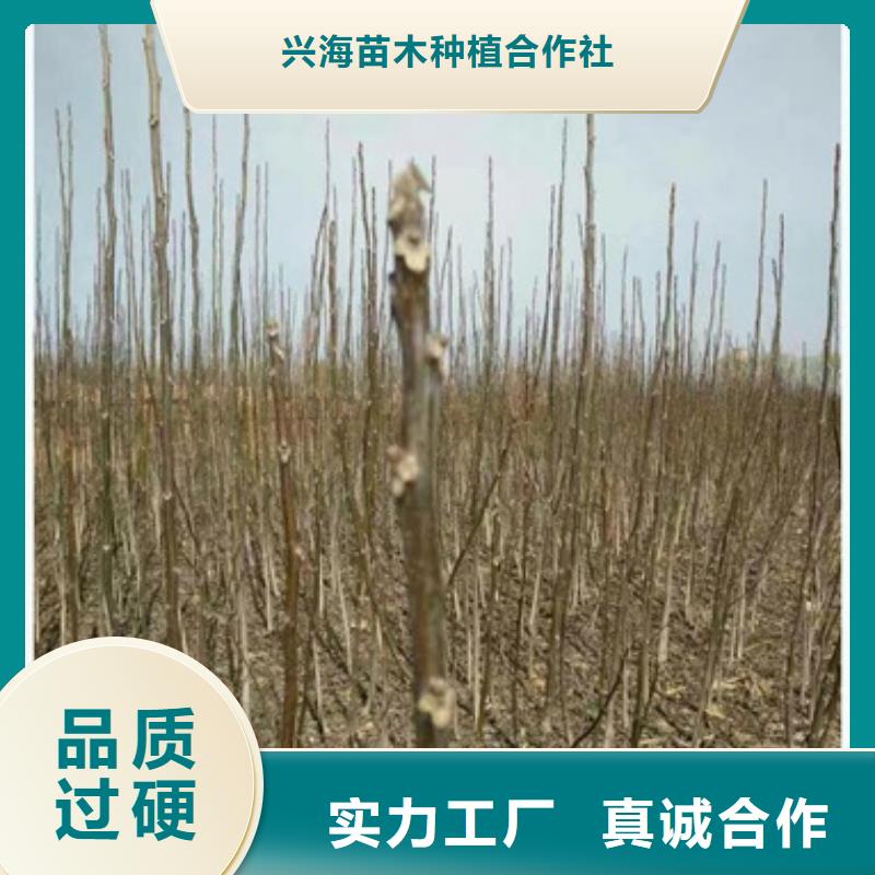 【兴海】【 核桃苗桃树苗生产经验丰富】70418.com