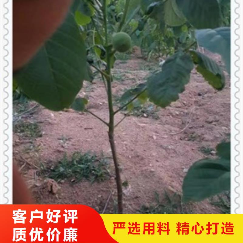 【兴海】【 核桃苗桃树苗生产经验丰富】70418.com