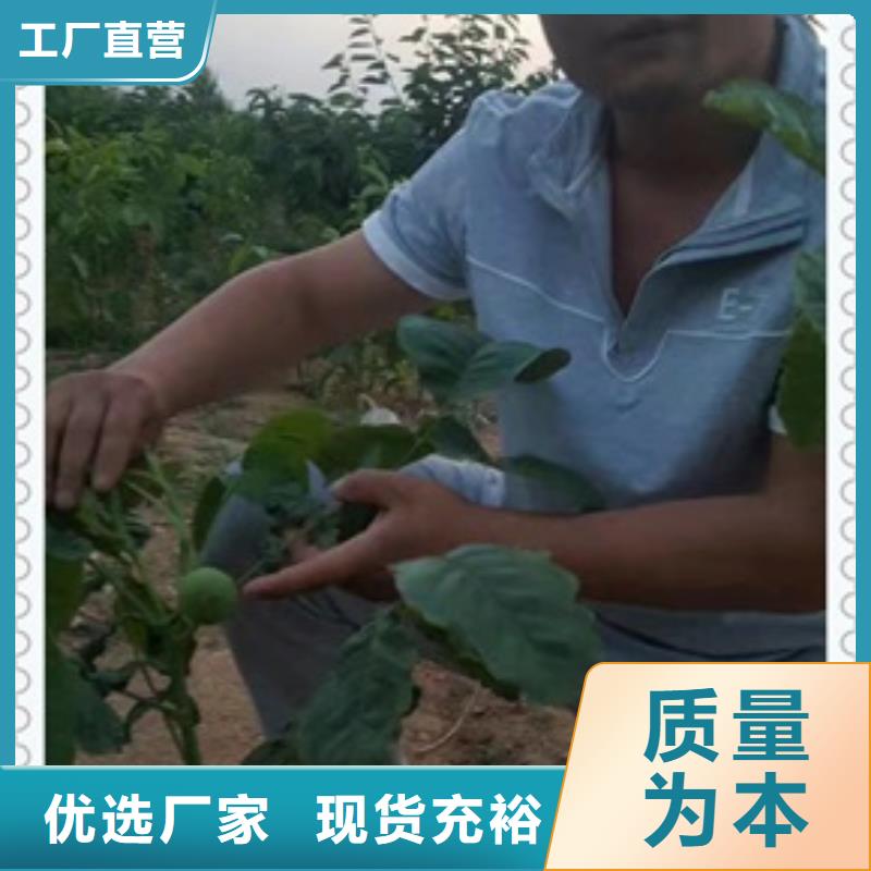 【兴海】【 核桃苗桃树苗生产经验丰富】70418.com