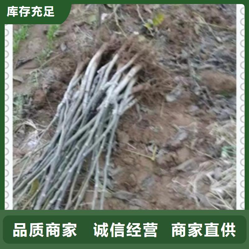 【兴海】【 核桃苗桃树苗生产经验丰富】70418.com