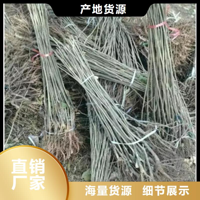 【板栗苗】桃树苗您想要的我们都有本地公司