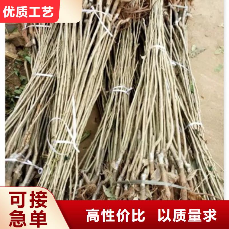 【板栗苗】桃树苗您想要的我们都有本地公司