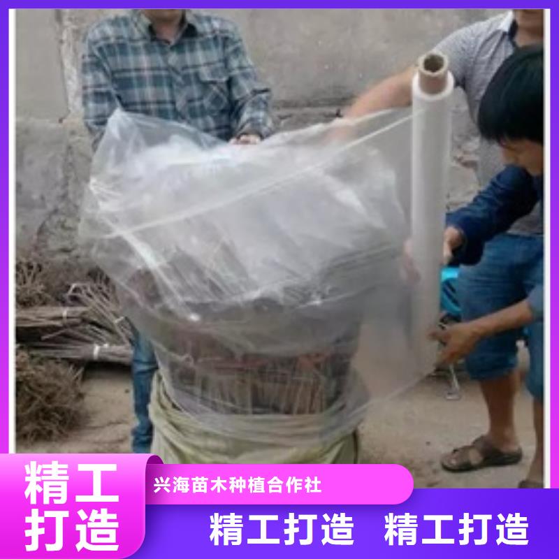 【板栗苗】桃树苗您想要的我们都有本地公司