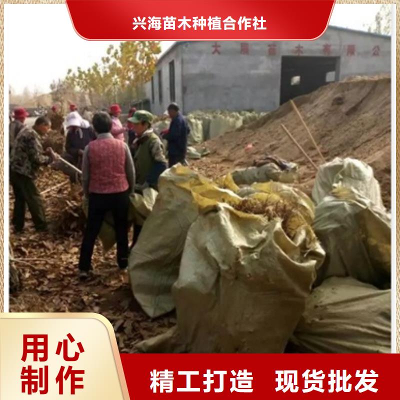 【板栗苗】桃树苗您想要的我们都有本地公司