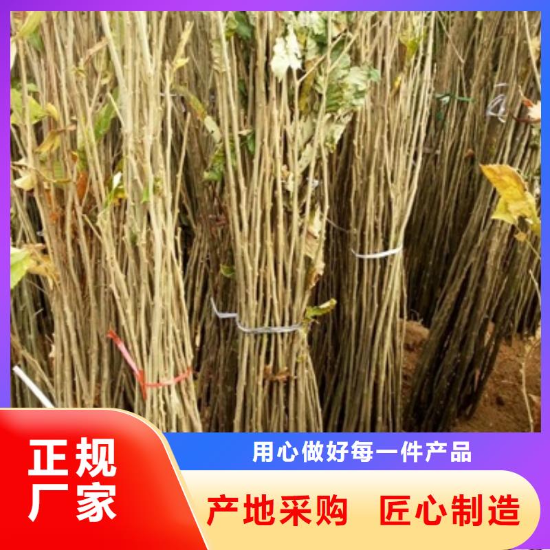 【板栗苗】桃树苗您想要的我们都有本地公司