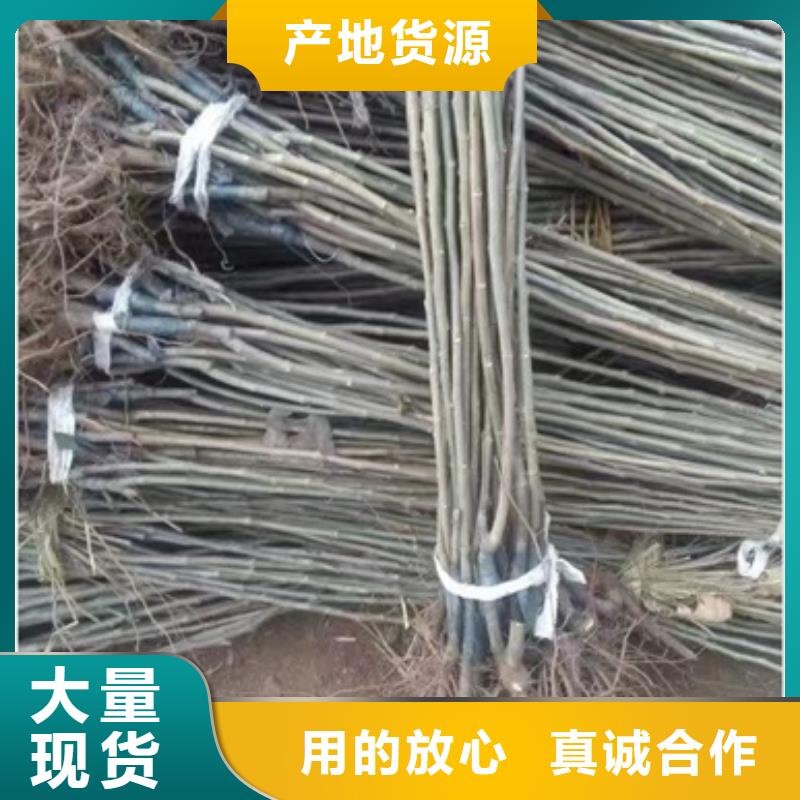【板栗苗】桃树苗您想要的我们都有本地公司