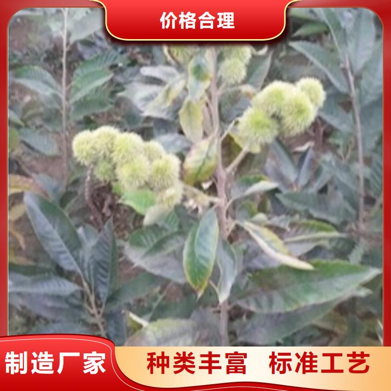 【板栗苗】桃树苗您想要的我们都有本地公司