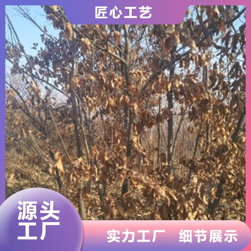 【板栗苗】桃树苗您想要的我们都有本地公司