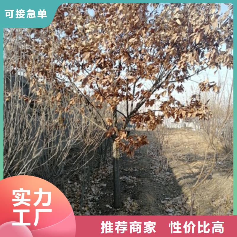 【板栗苗】桃树苗您想要的我们都有本地公司