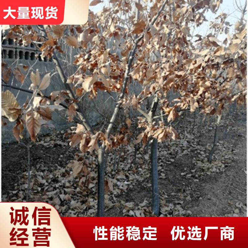【板栗苗】桃树苗您想要的我们都有本地公司