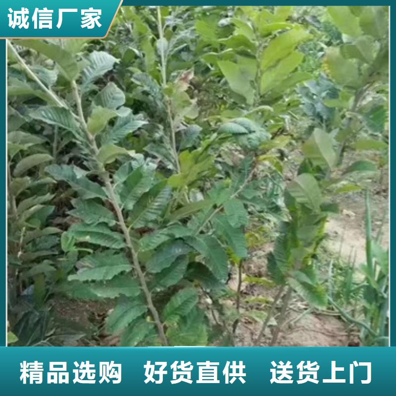 【板栗苗】桃树苗您想要的我们都有本地公司