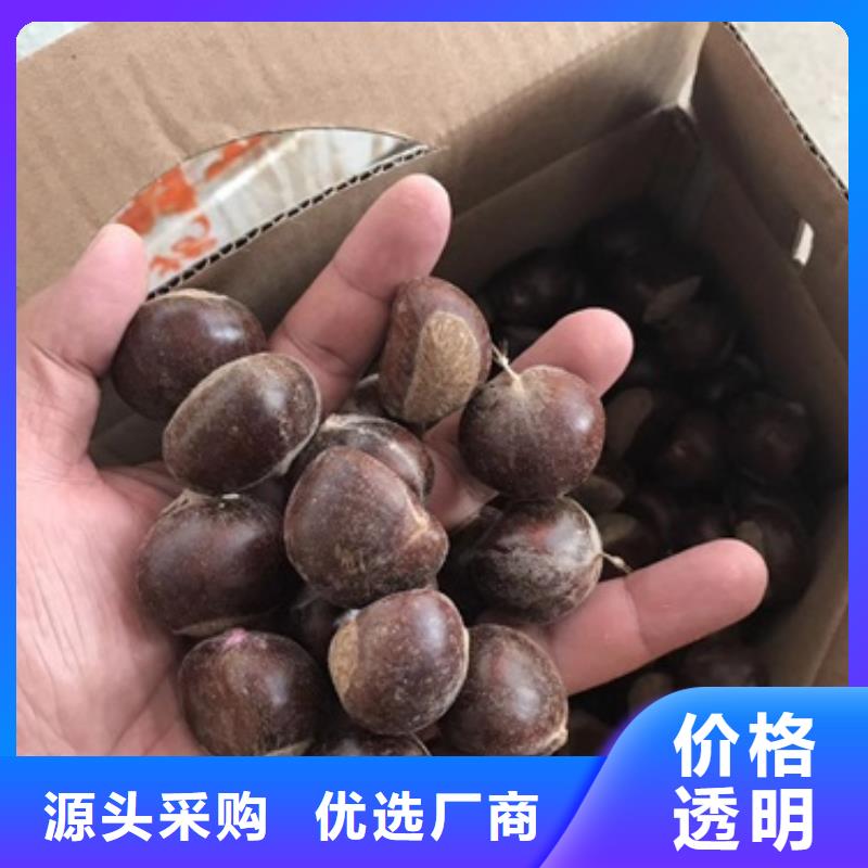 【板栗苗】桃树苗您想要的我们都有本地公司