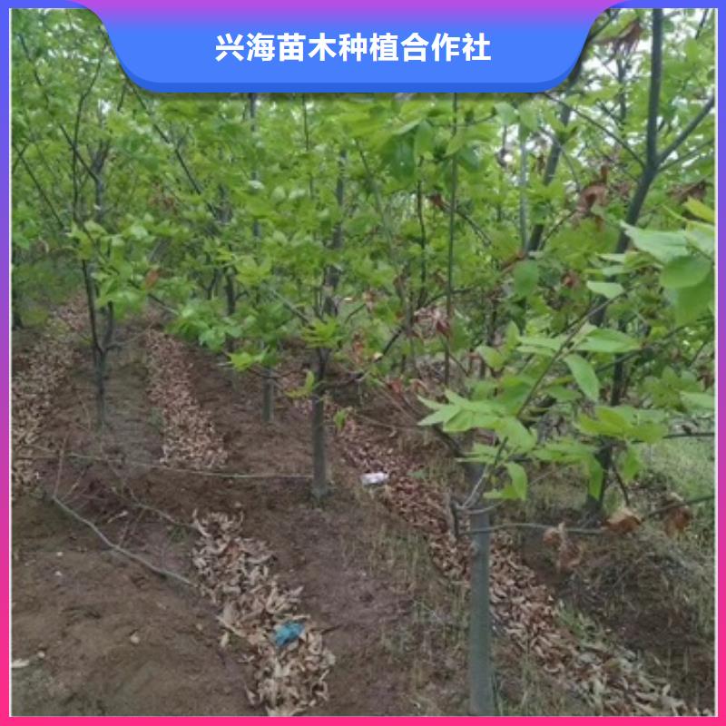 【板栗苗】桃树苗您想要的我们都有本地公司