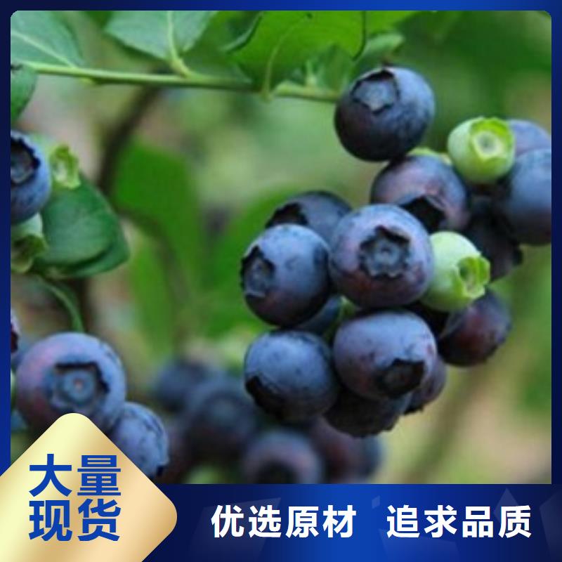 蓝莓苗桃树苗诚信经营