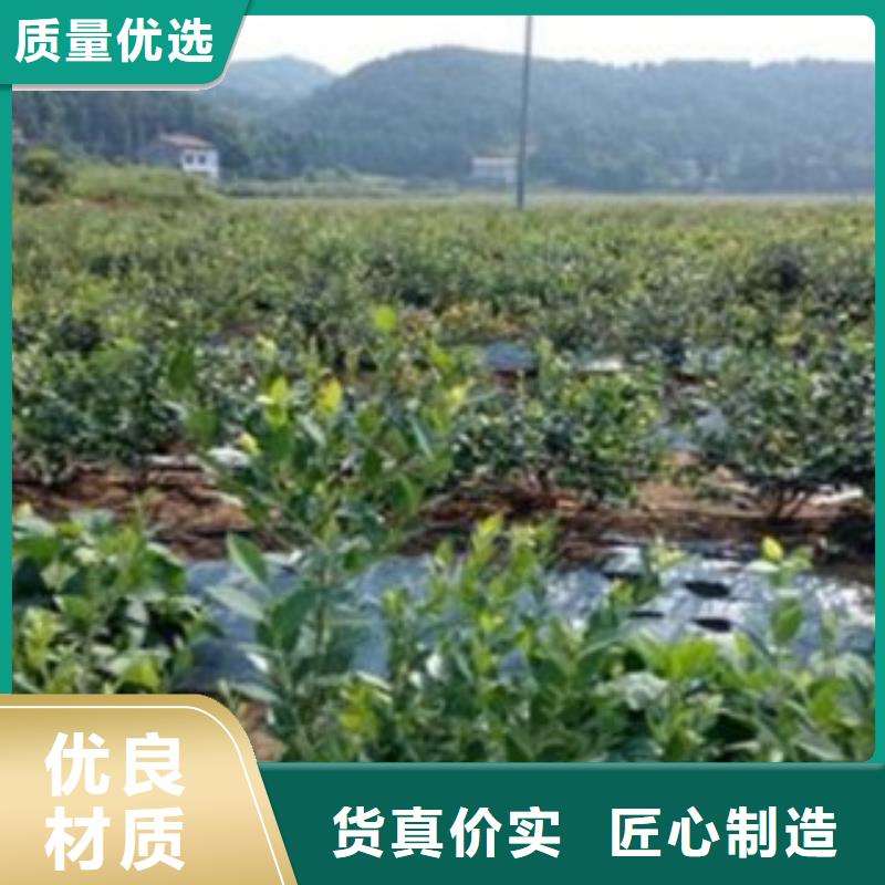 蓝莓苗桃树苗诚信经营