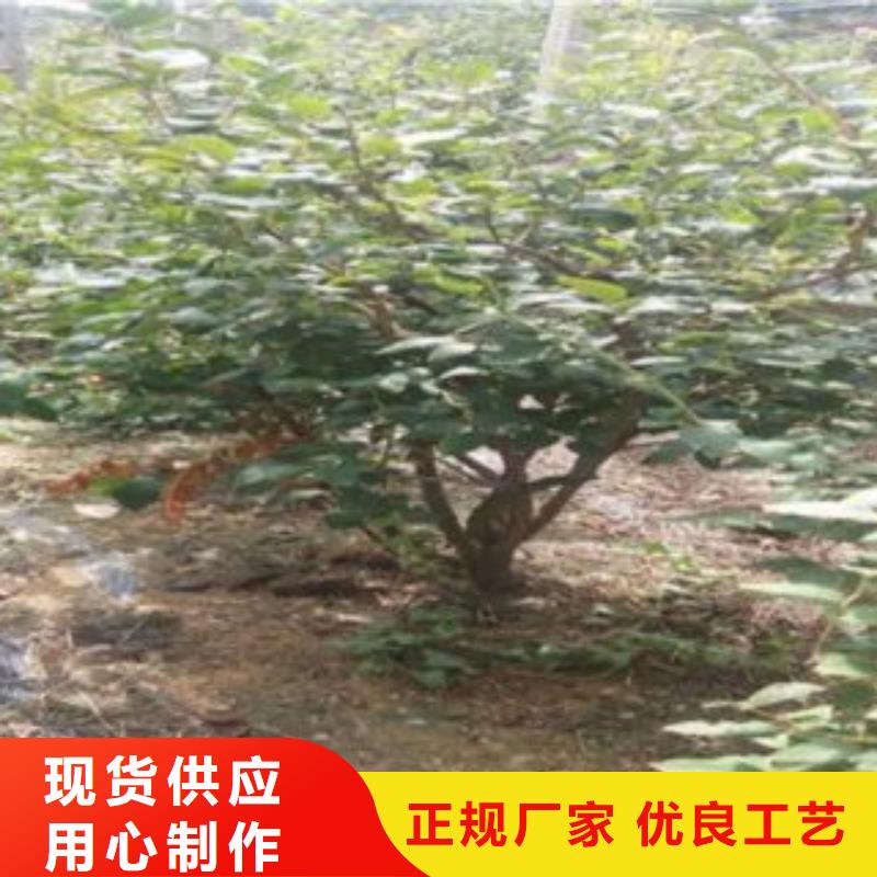 蓝莓苗价格实惠工厂直供