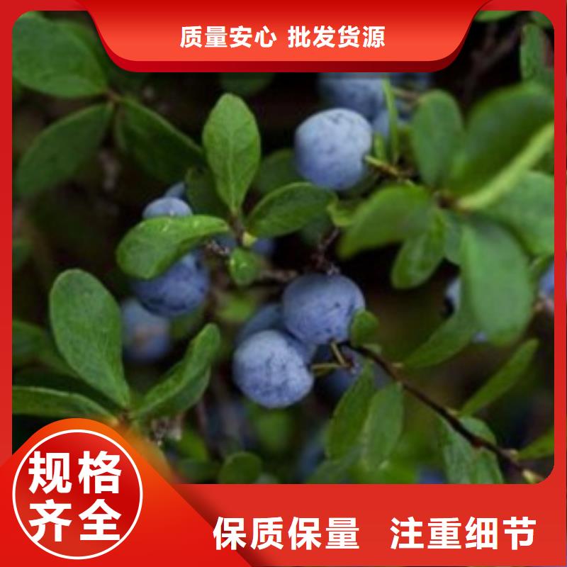 蓝莓苗价格实惠工厂直供