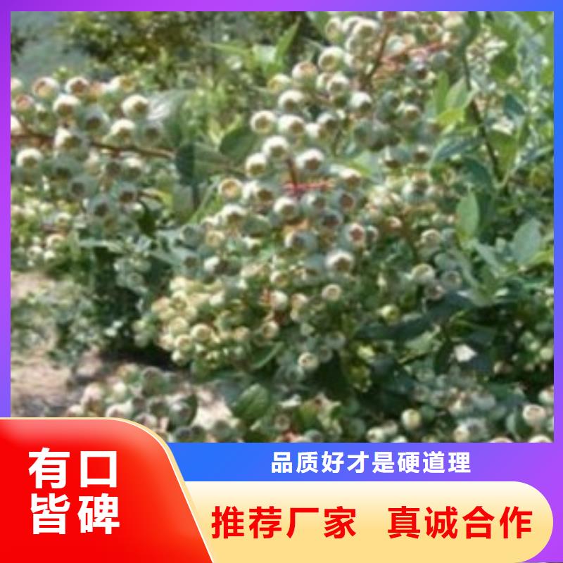 蓝莓苗价格实惠工厂直供