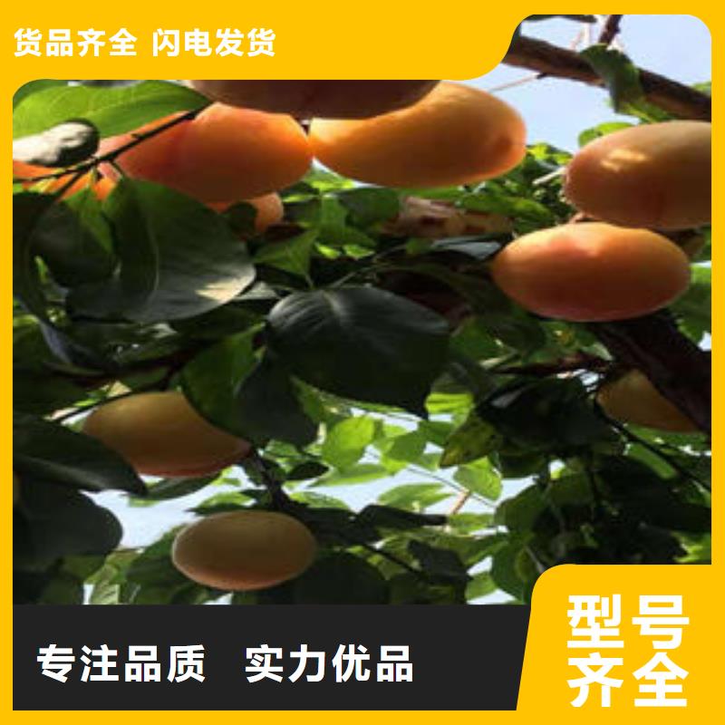 【 李子苗_梨树苗优质货源】-兴海苗木种植社(山南市分公司)-聊商通