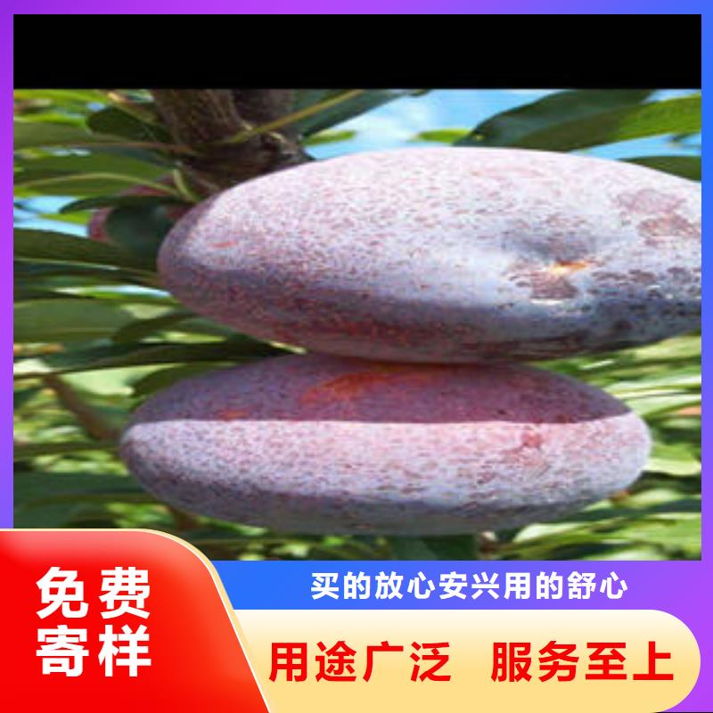 【 李子苗_梨树苗优质货源】-兴海苗木种植社(山南市分公司)-聊商通
