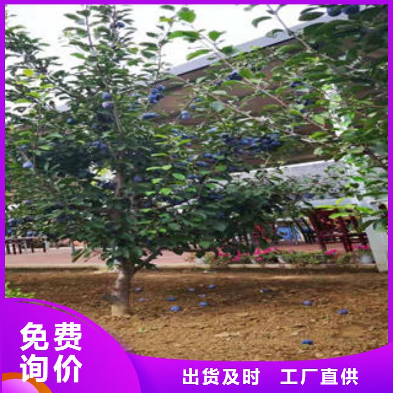 【 李子苗_梨树苗优质货源】-兴海苗木种植社(山南市分公司)-聊商通