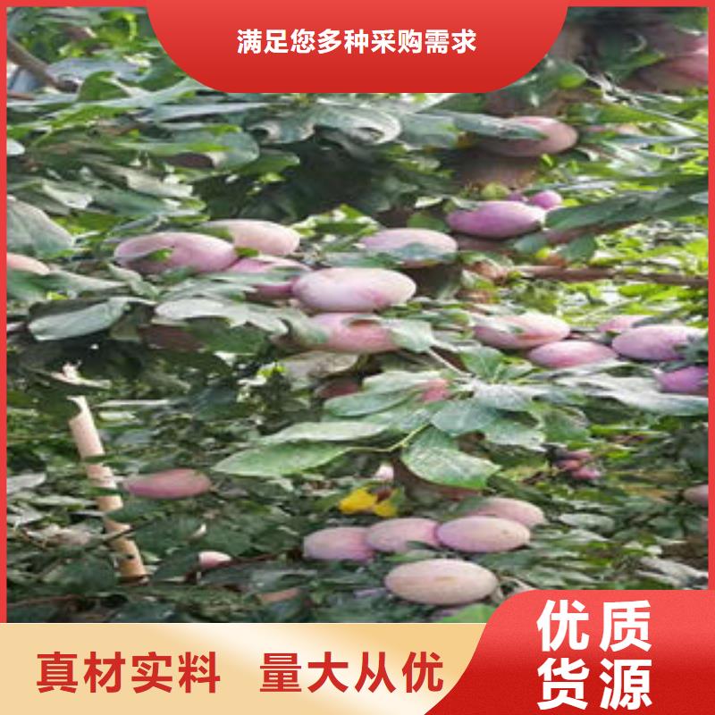 【 李子苗_梨树苗优质货源】-兴海苗木种植社(山南市分公司)-聊商通