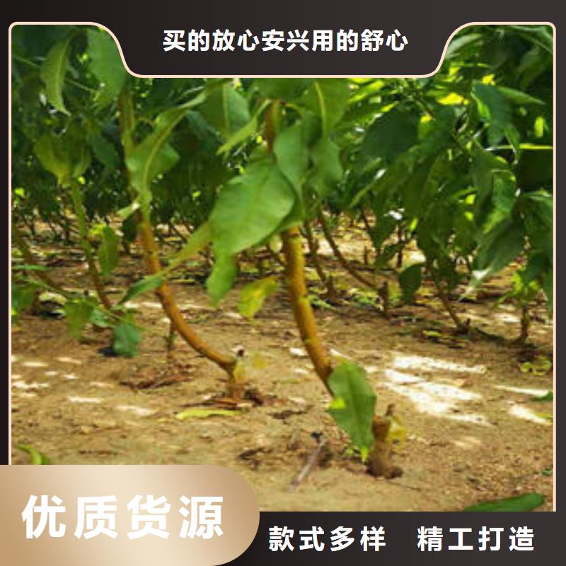 【 李子苗_梨树苗优质货源】-兴海苗木种植社(山南市分公司)-聊商通