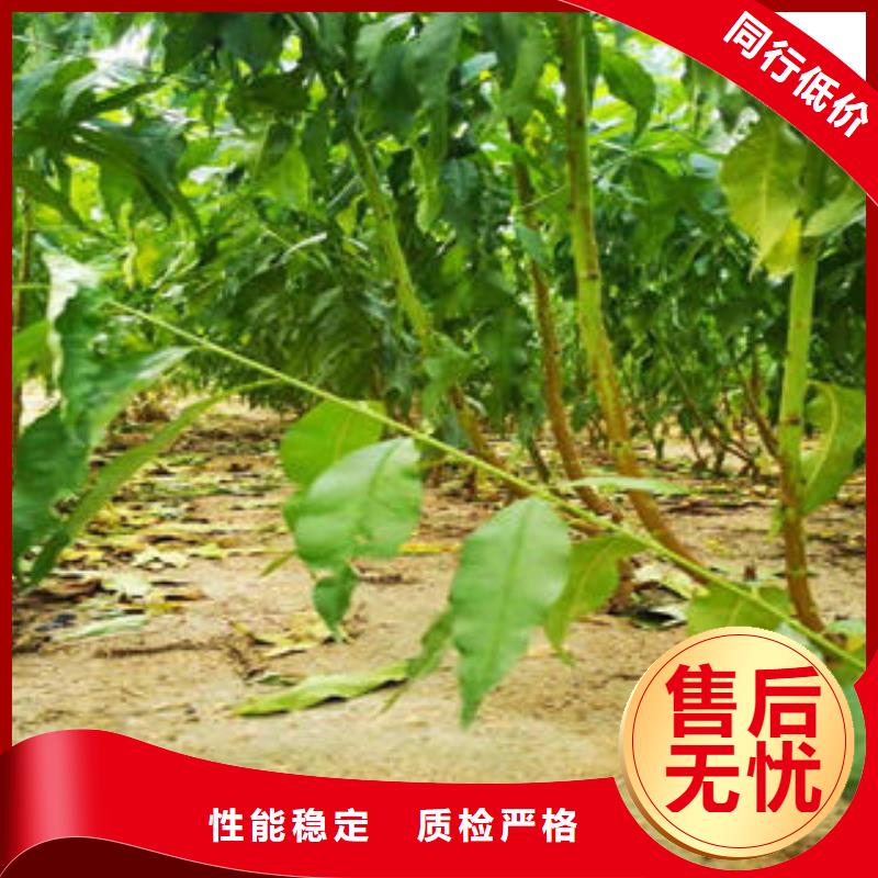 【 李子苗_梨树苗优质货源】-兴海苗木种植社(山南市分公司)-聊商通