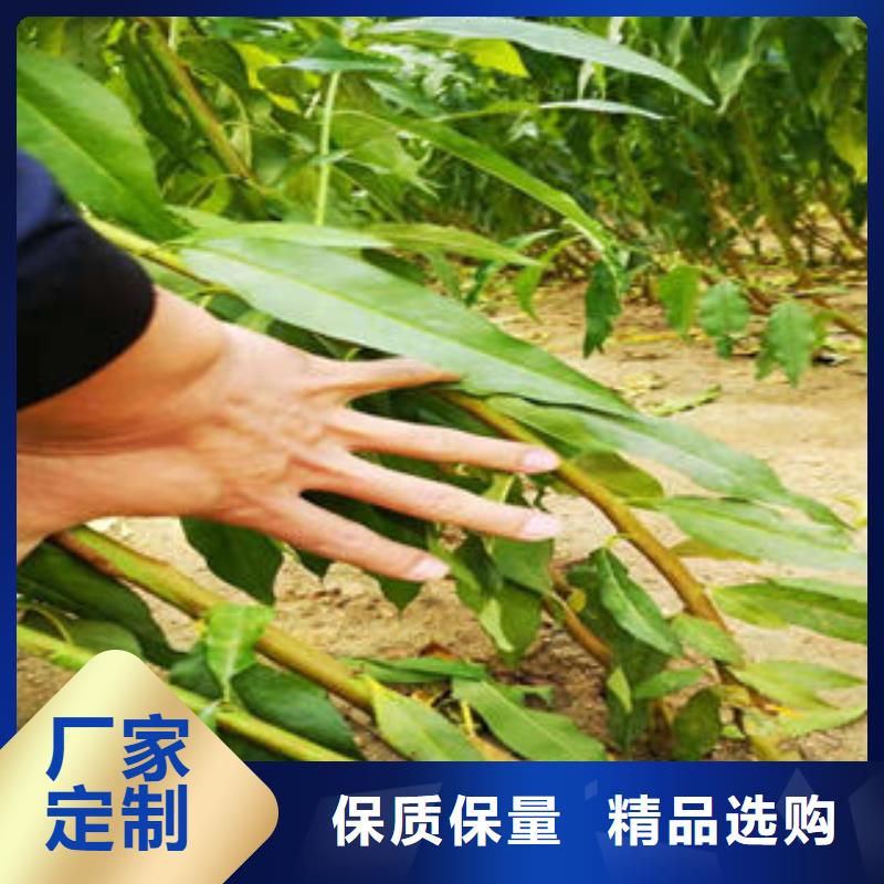 【 李子苗_梨树苗优质货源】-兴海苗木种植社(山南市分公司)-聊商通