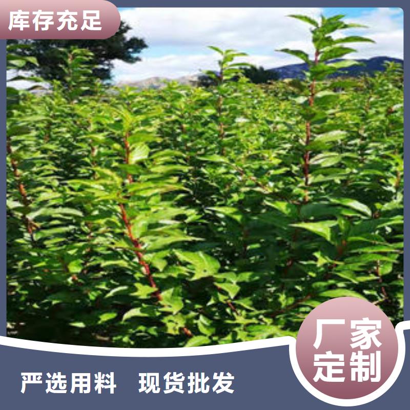 【 李子苗_梨树苗优质货源】-兴海苗木种植社(山南市分公司)-聊商通