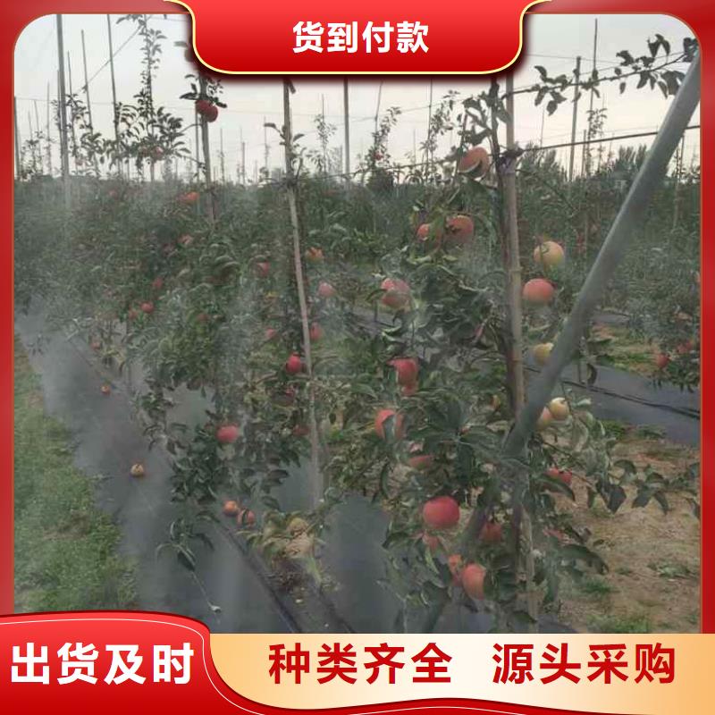 苹果苗核桃苗适用场景