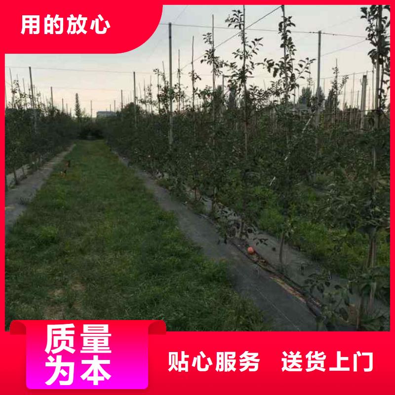 苹果苗核桃苗适用场景