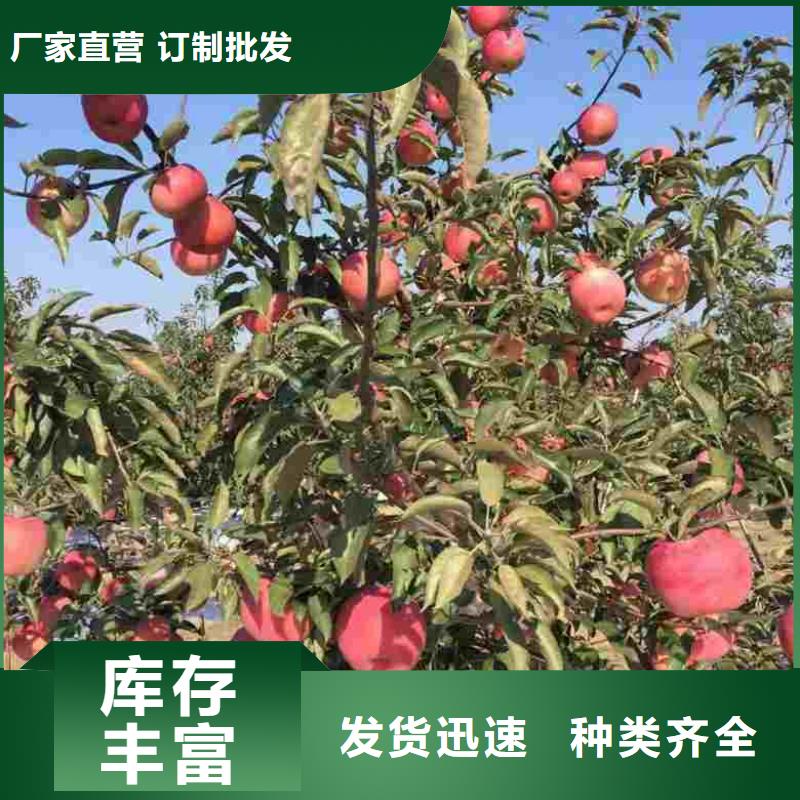 苹果苗核桃苗适用场景