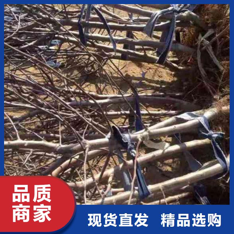 苹果苗核桃苗适用场景