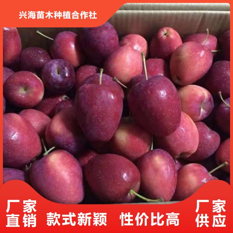 苹果苗核桃苗适用场景